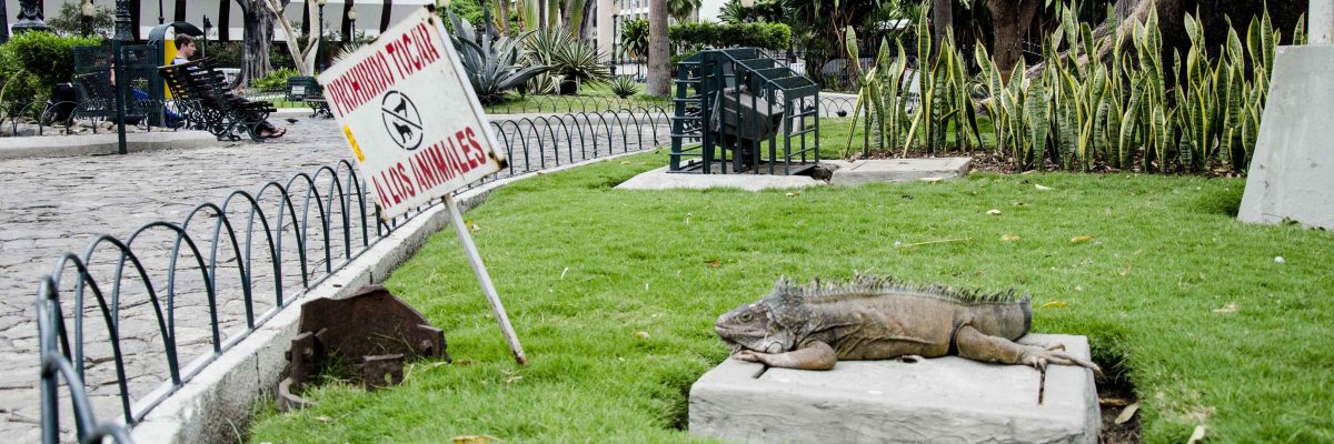 Poolside, Litter is often a problem, Parque Seminario, Iguana Park, Guayaquil, Ecuador