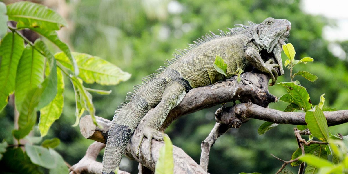 Iguana in Tree, Parque Seminario, Guayaquil, Ecuador | ©Angela Drake