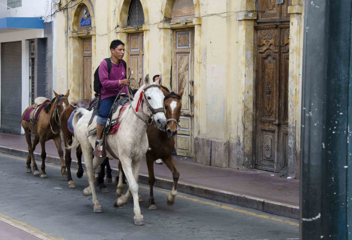 Horses with Rider on Simón Bolívar., Cuenca, Ecuador
