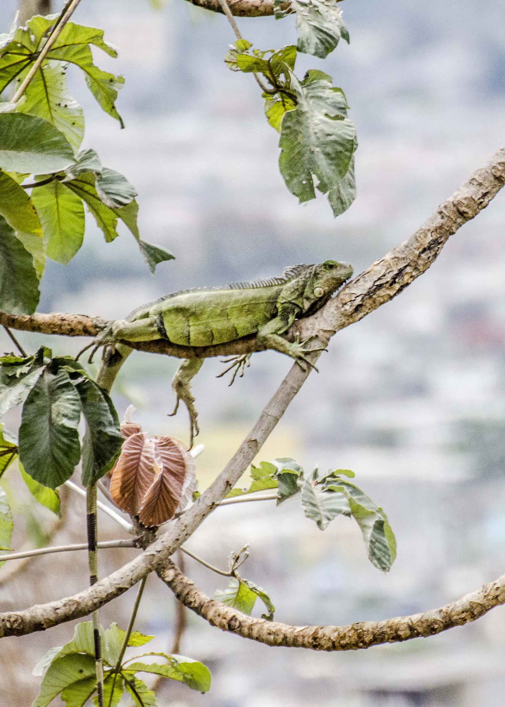 Green Iguana, Botanical Garden, Guayaquil, Ecuador | ©Angela Drake