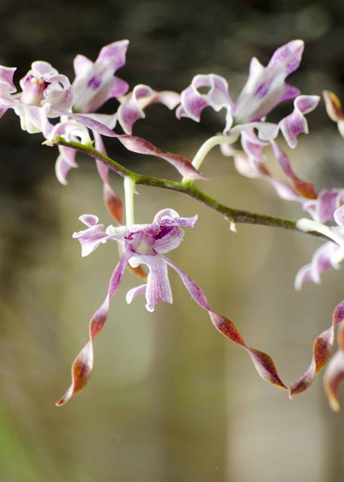 Orchid, Botanical Garden, Guayaquil, Ecuador | ©Angela Drake