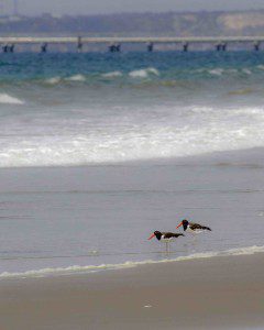 A Pair of Oyster Catchers