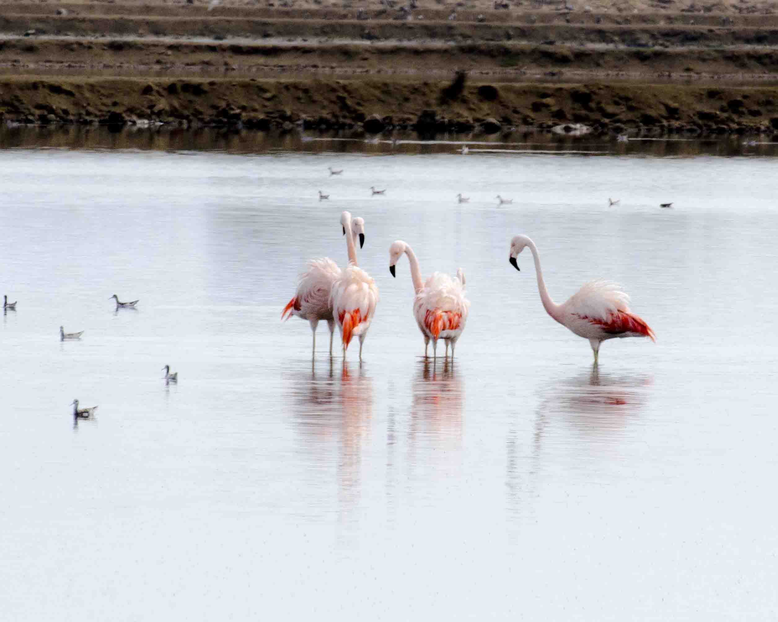 Flamingos in Salinas