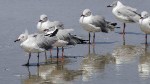 Grey-hooded Gulls