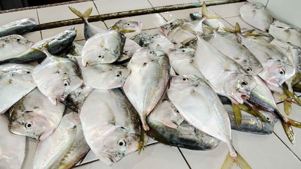 Fish for Sale, Libertad Market, La Libertad, Ecuador