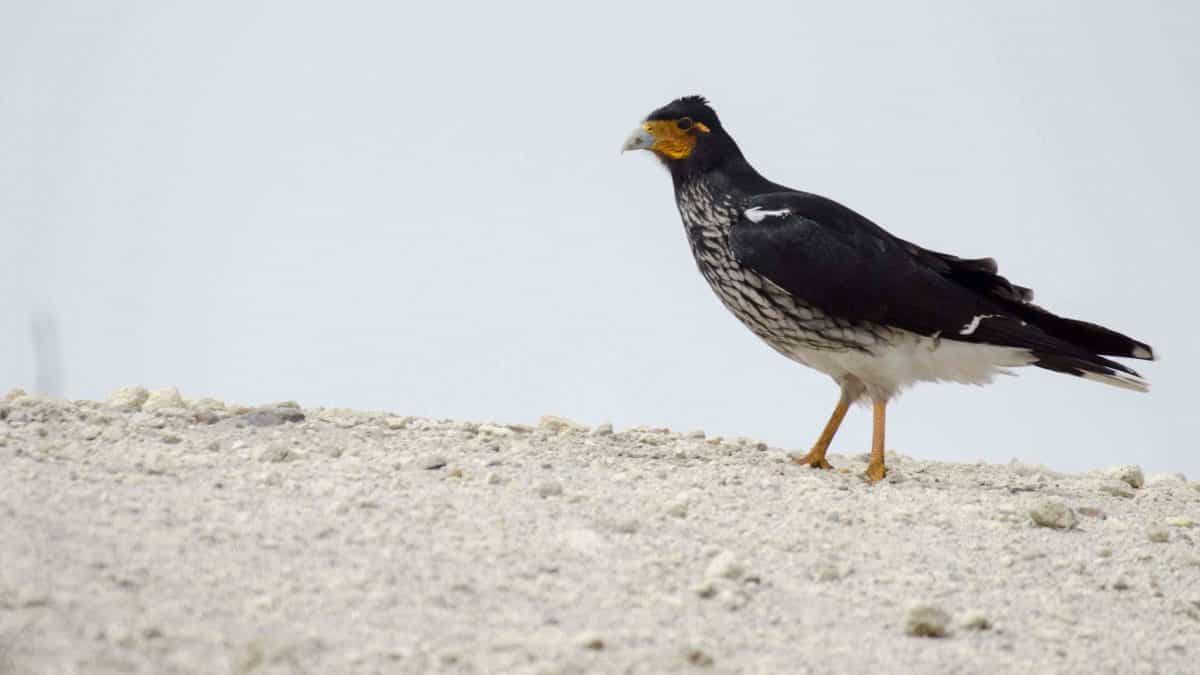 Caracara Curiquingue