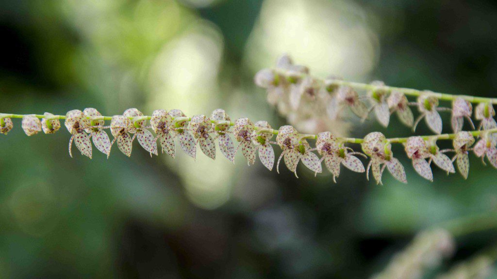 Orchids at Cabañas San Isidro