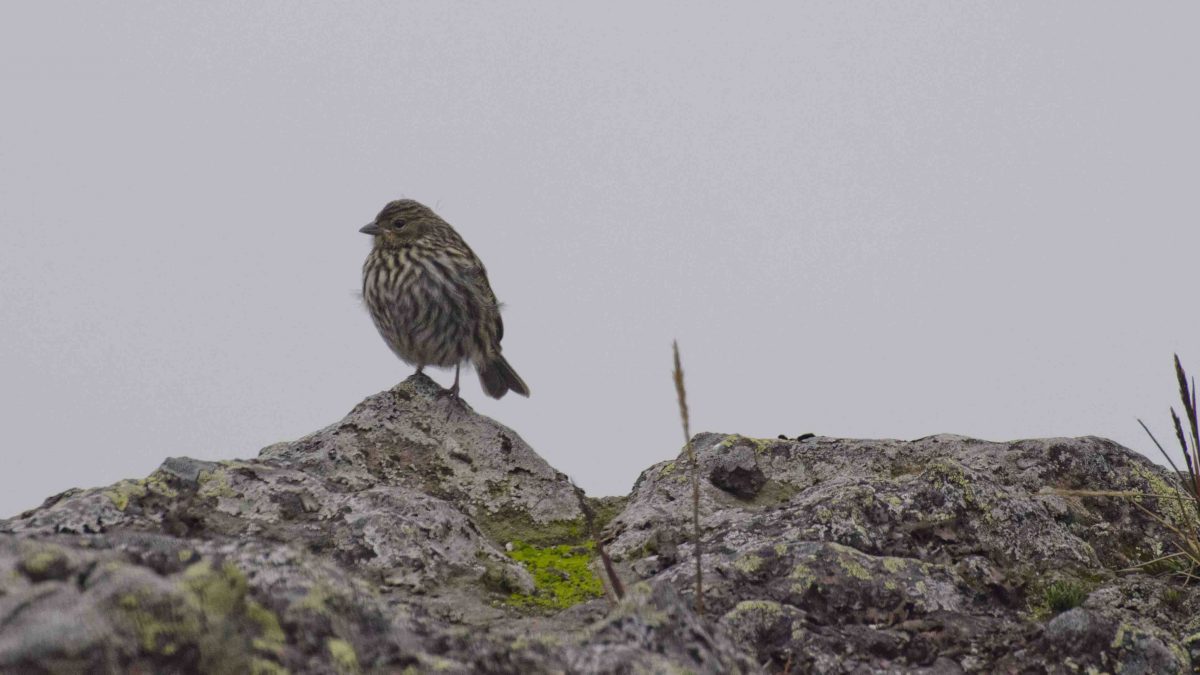 Plumbeous Sierra Finch, female