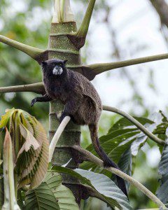 Tamarin Monkey