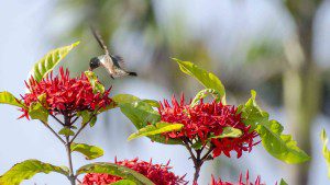 Amazalia Hummingbird