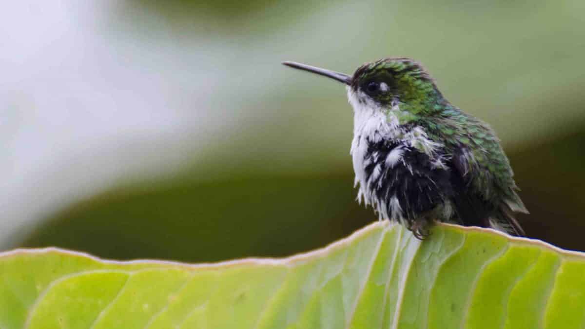 Female Booted Rackettail Hummingbird, Bellavista Cloud Forest Reserve, Ecuador | ©Angela Drake