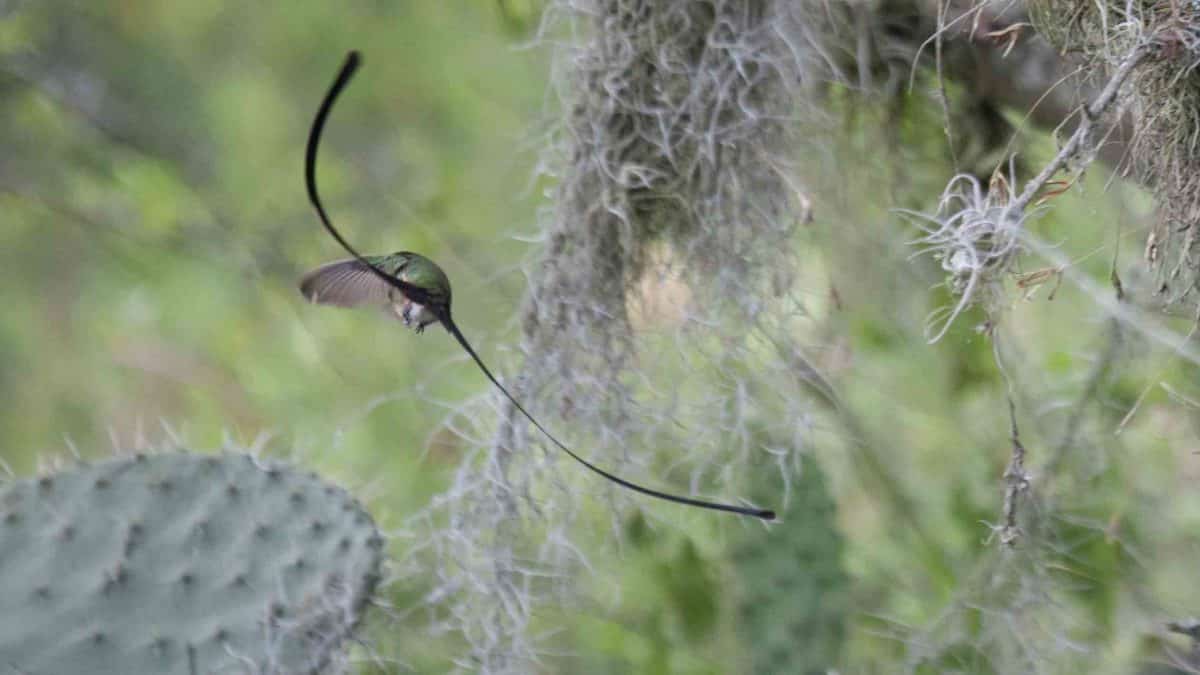 Green-tailed Trainbearer