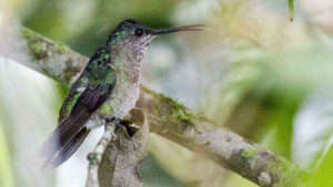 Many-Spotted Hummingbird