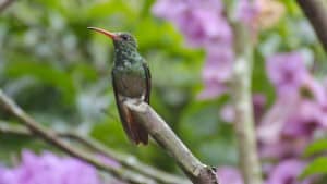 Rufous-tailed Hummingbird; Alambi