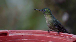 Violet-tailed Sylph Female