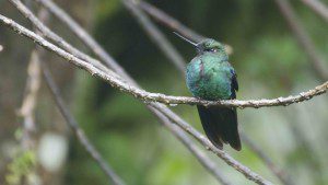 Unidentified Hummingbird from Yanacocha
