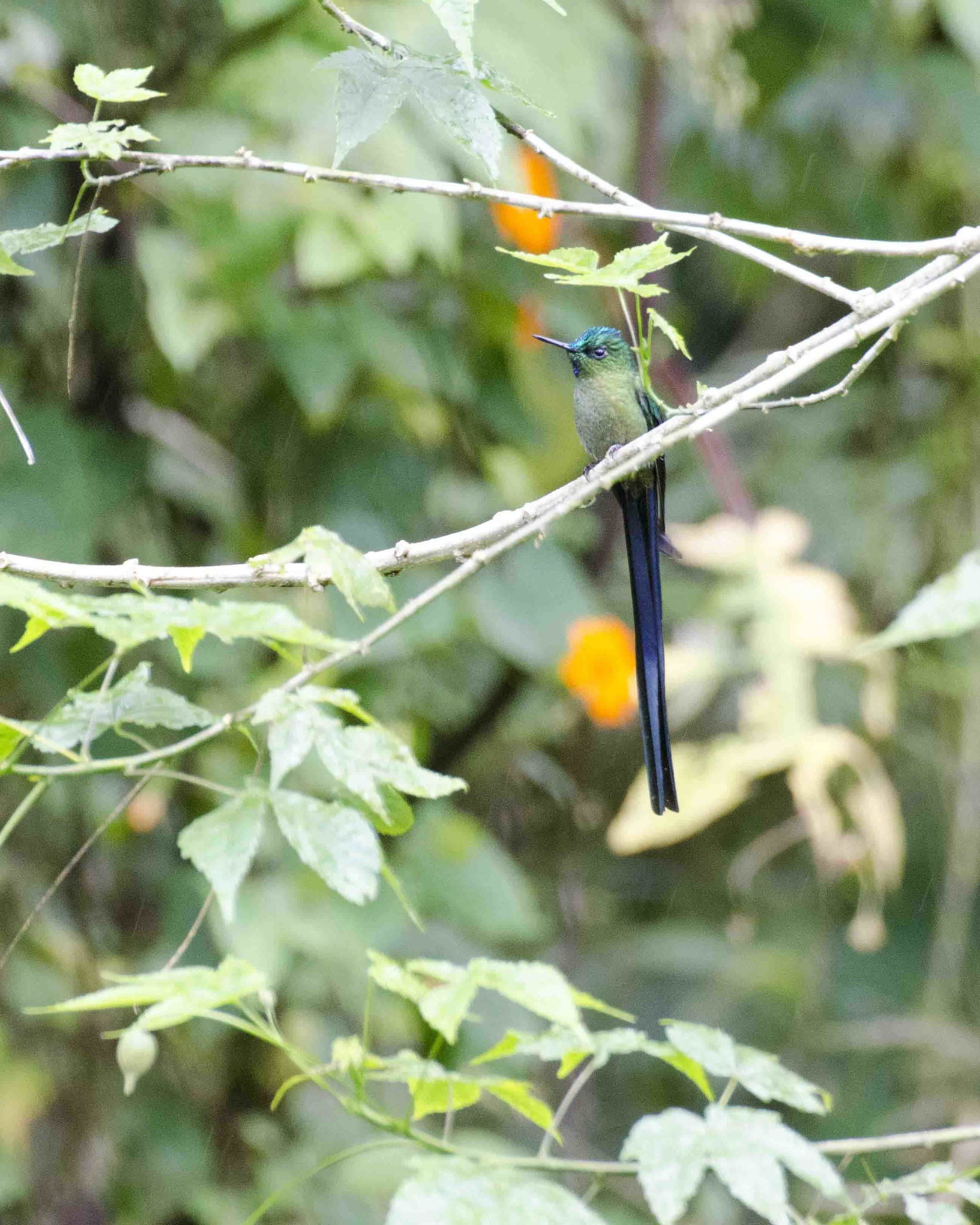 Long-tailed Sylph, Cosanga, Ecuador