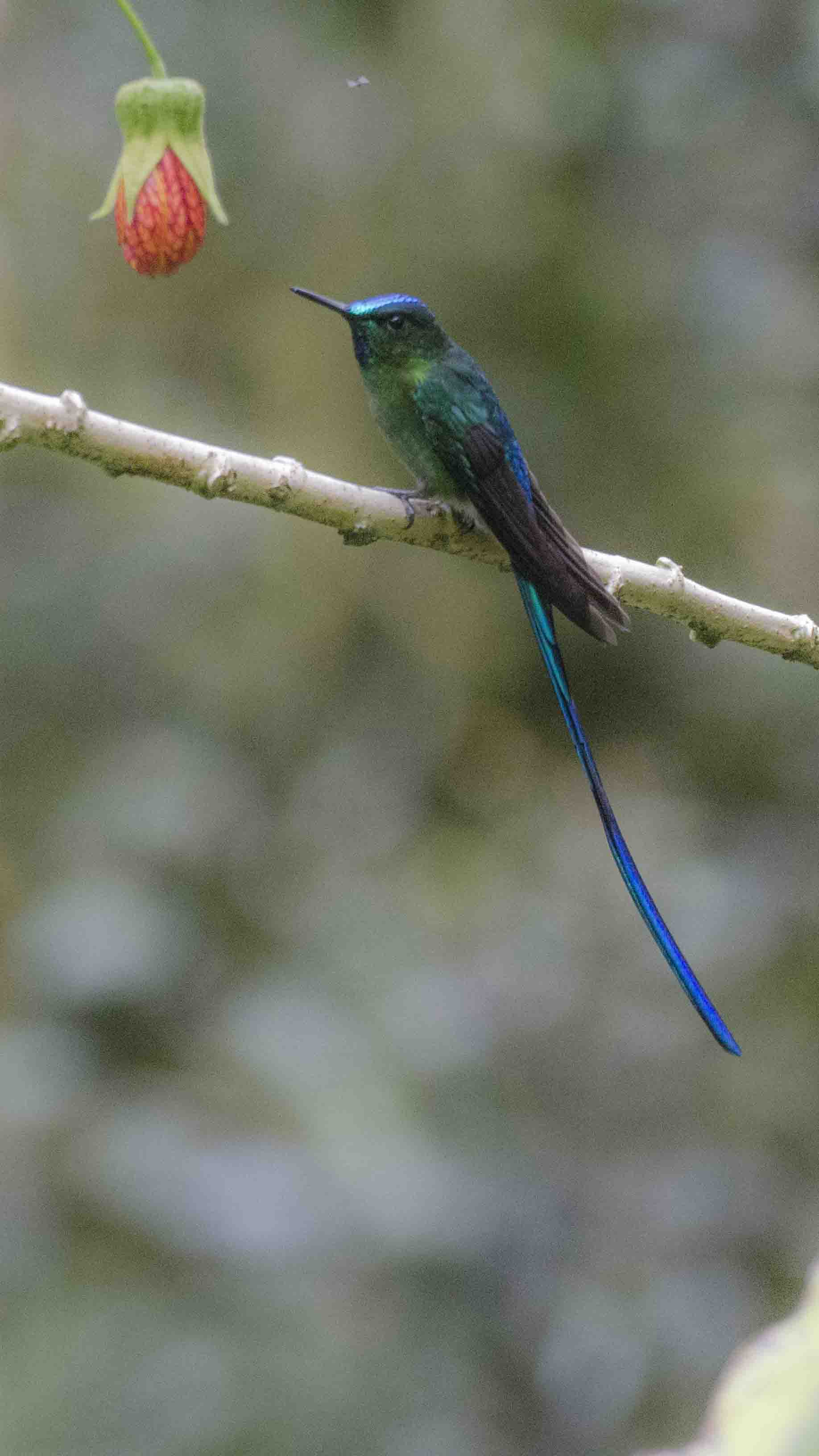 Long-tailed Sylph, Cosanga, Ecuador