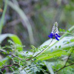 Wild Lupine