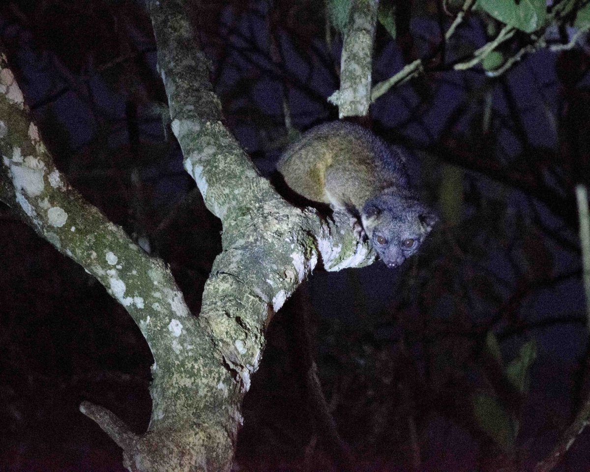 An Olinguito in the Tandayapa Valley; San Jorge de Tandayapa, Ecuador | ©Angela Drake