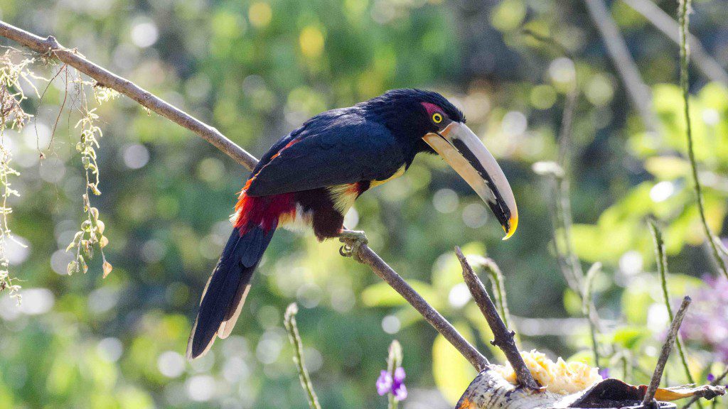 Pale-Mandibled Aracari