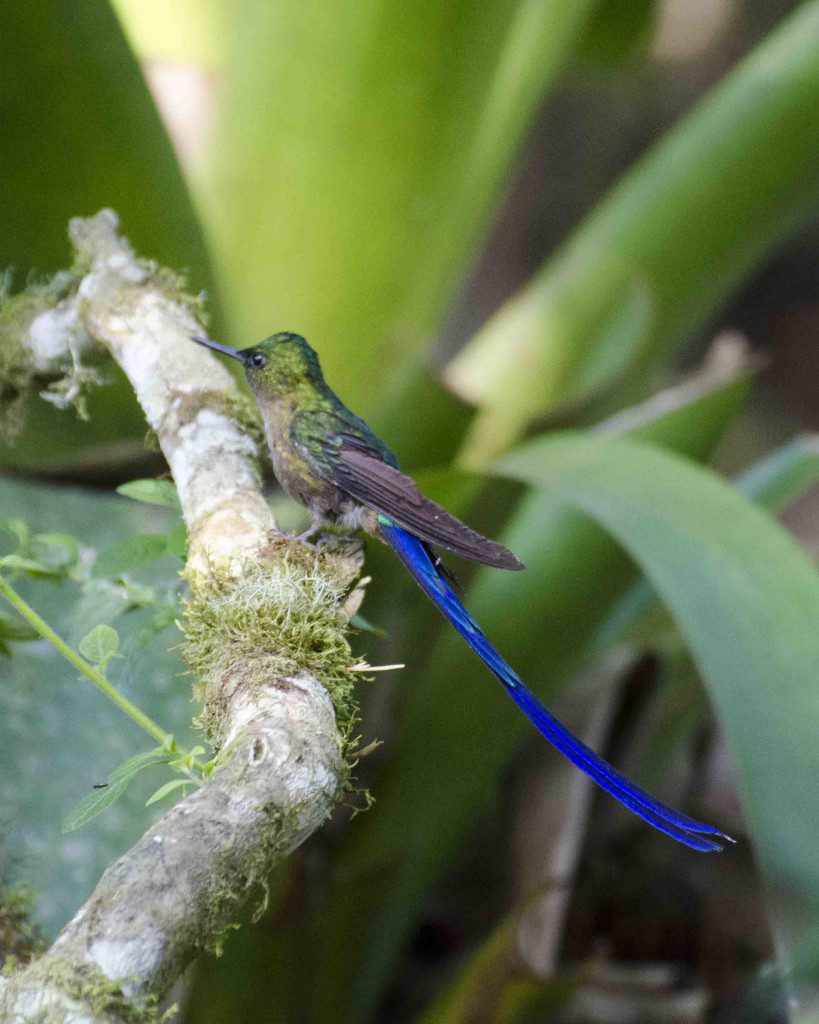 Violet-tailed Sylph