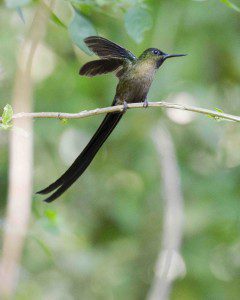 Violet-tailed Sylph