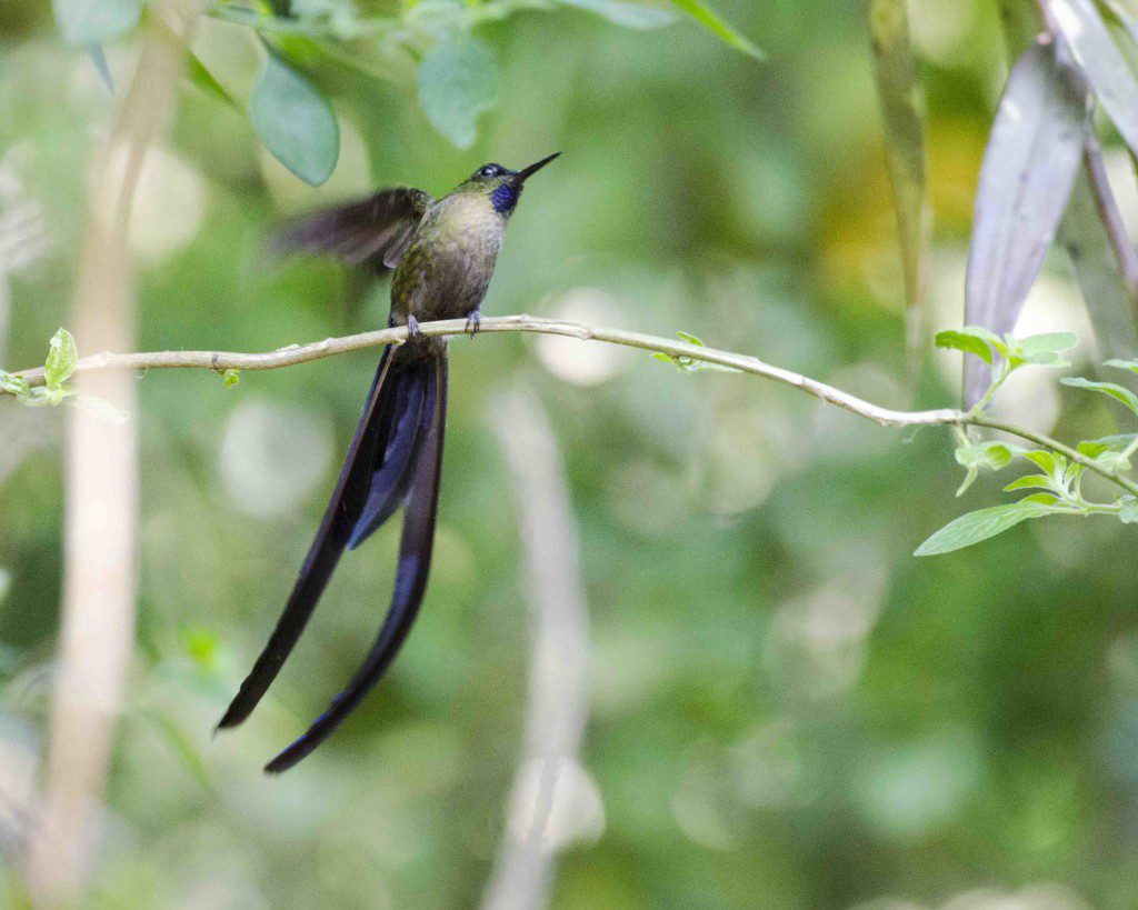 Violet-tailed Sylph