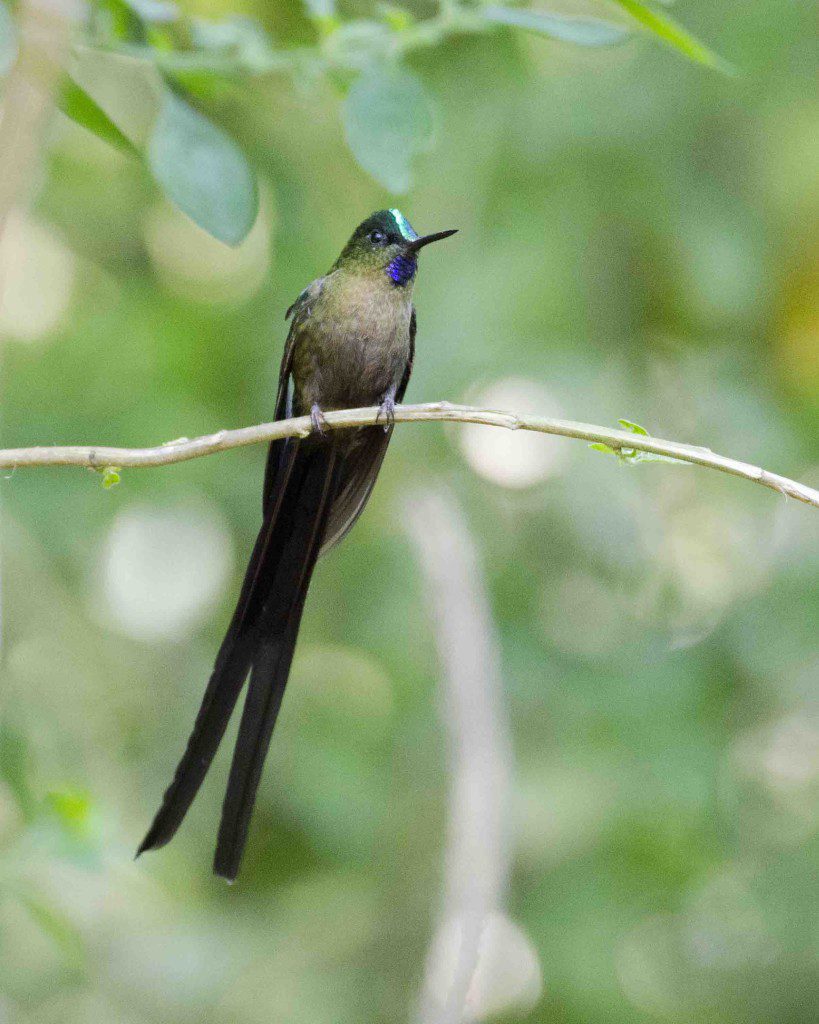 Violet-tailed Sylph