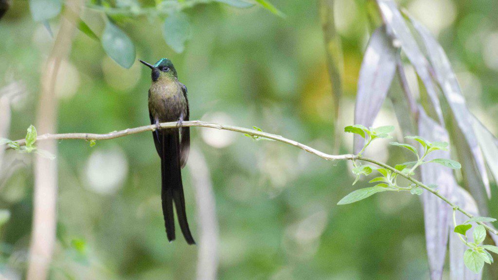 Violet-tailed Sylph