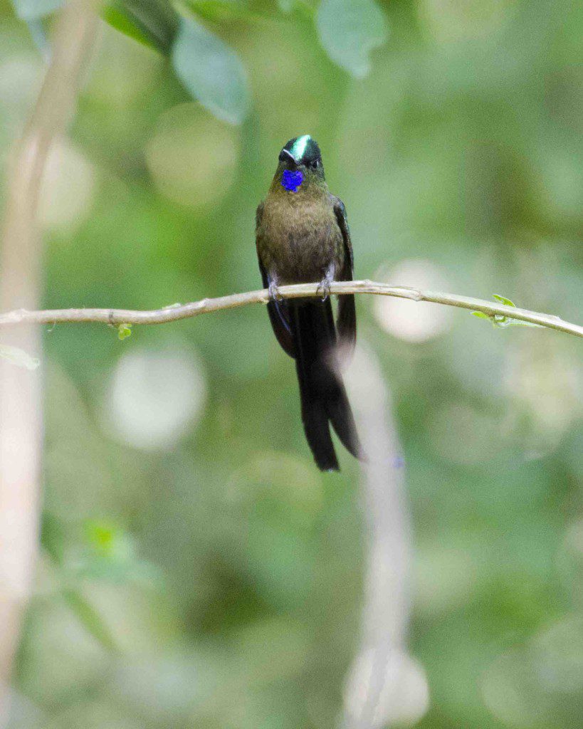 Violet-tailed Sylph