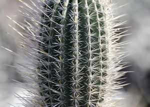 Cactus Spines, Interpretation Center, San Cristobal