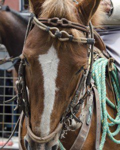 Horse in the Parade for Cacería del Zorro