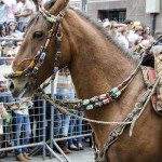 Horse in the Parade for Cacería del Zorro