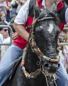 Horse in the Parade for Cacería del Zorro