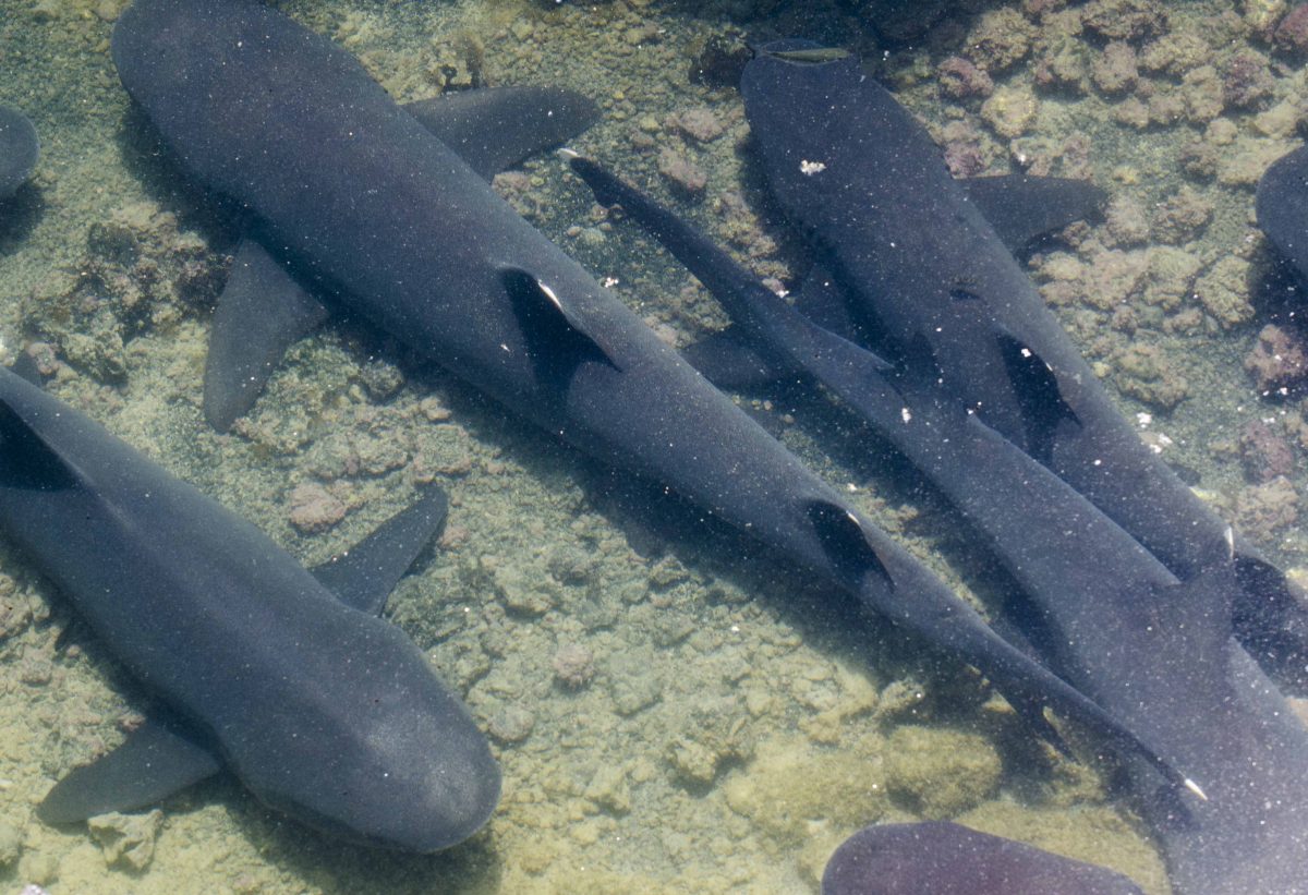 White-tip Reef Sharks seen at Las Tintoreras, Isla Isabela, the Galapagos.