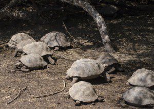So many tortoises...