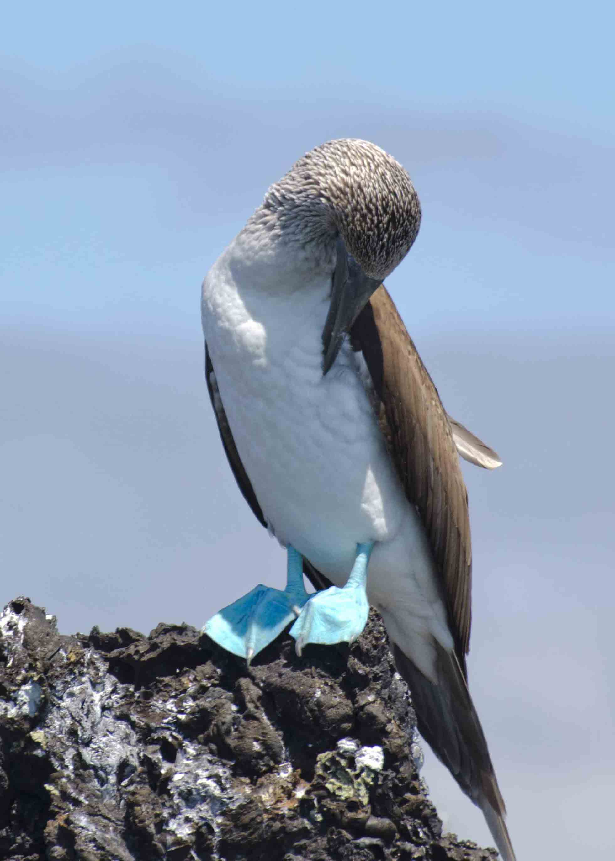 Blue-footed Booby found at Las Tintoreras, Isla Isabela, The Galapagos.