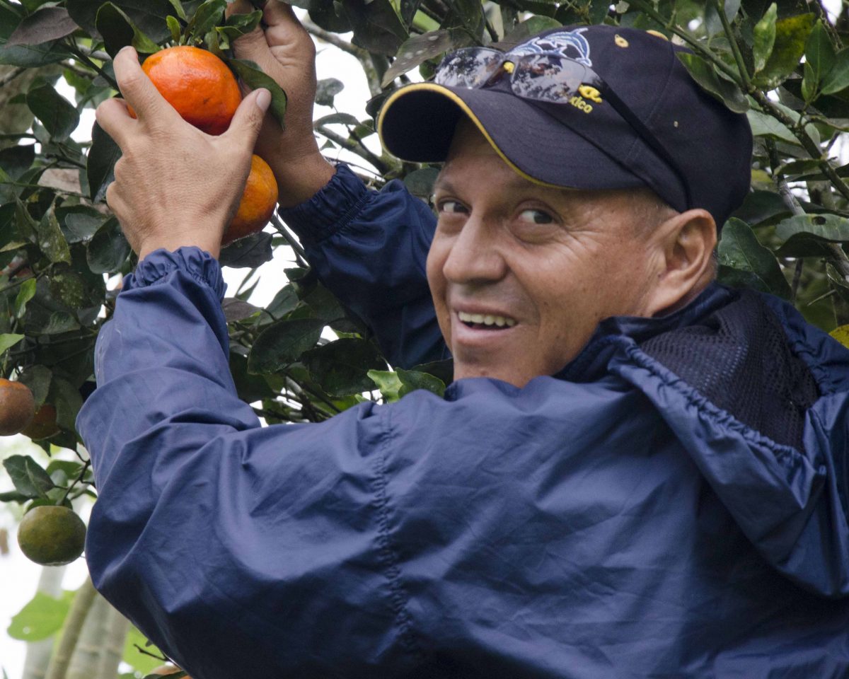 Our guide picking mandarins, San Cristóbal