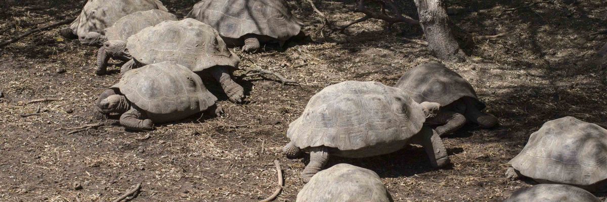 Tortoise Hatchery – Isla Isabela