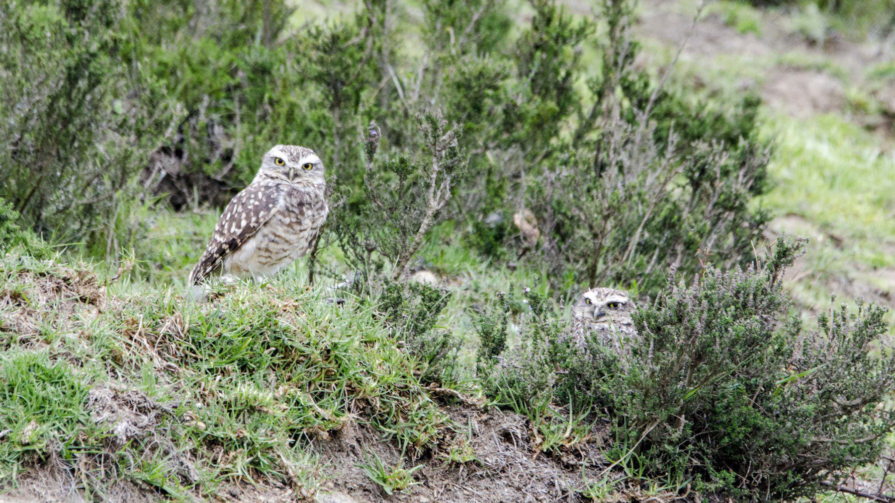 Hiking to the Refugio at Cotopaxi National Park | Not Your Average American