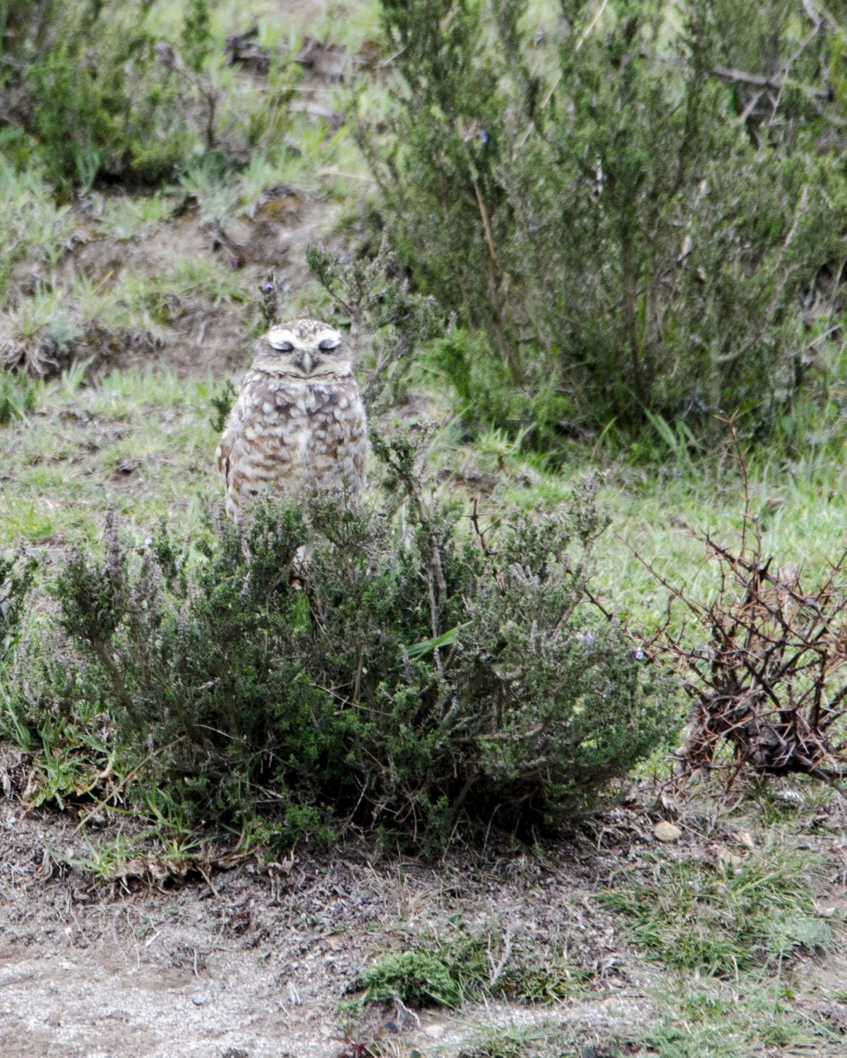 Burrowing Owl; Cochasqui, Pichincha, Ecuador | ©Angela Drake / Not Your Average American