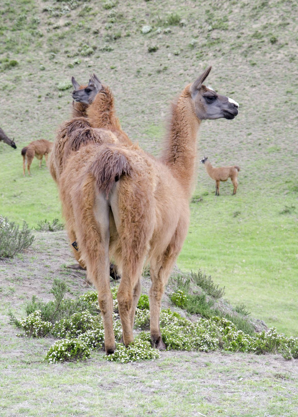 Llamas, Cochasquí, Ecuador | ©Angela Drake / Not Your Average American