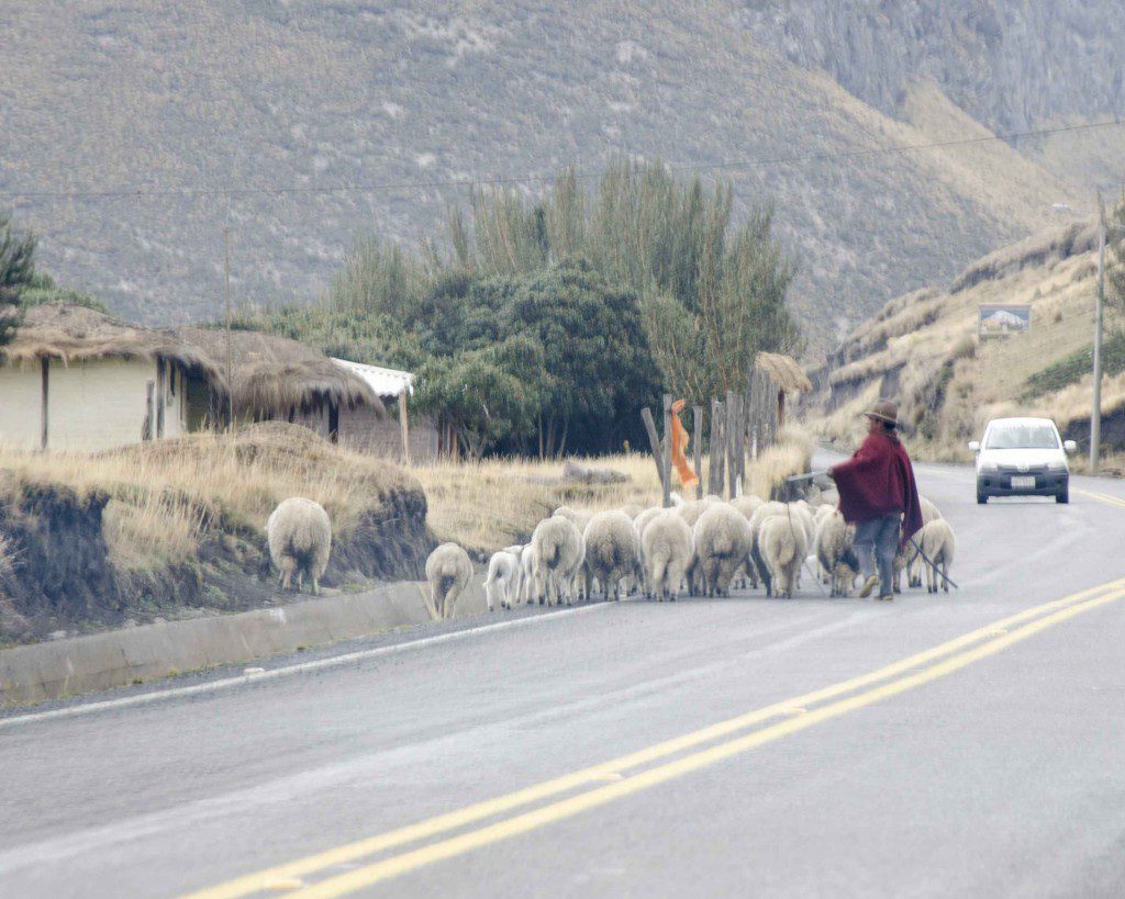 Shepherd near Chimborazo