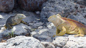 Golden Iguanas, female and male