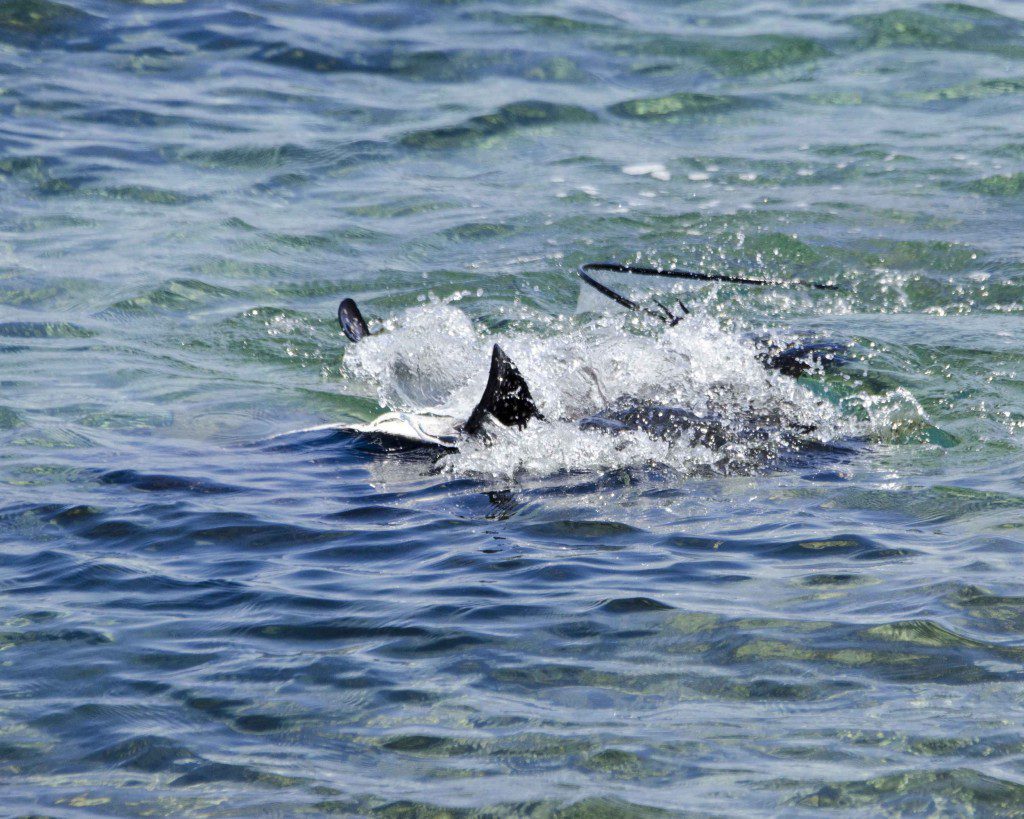 Mating Spotted-Eagle Rays