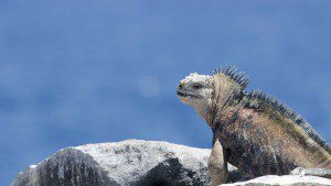 Marine Iguana on a rocky shelf