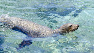 Sea Lion