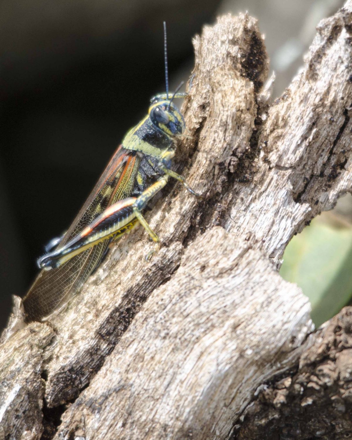Grasshopper, Charles Darwin Research Center, San Cruz Island, The Galapagos
