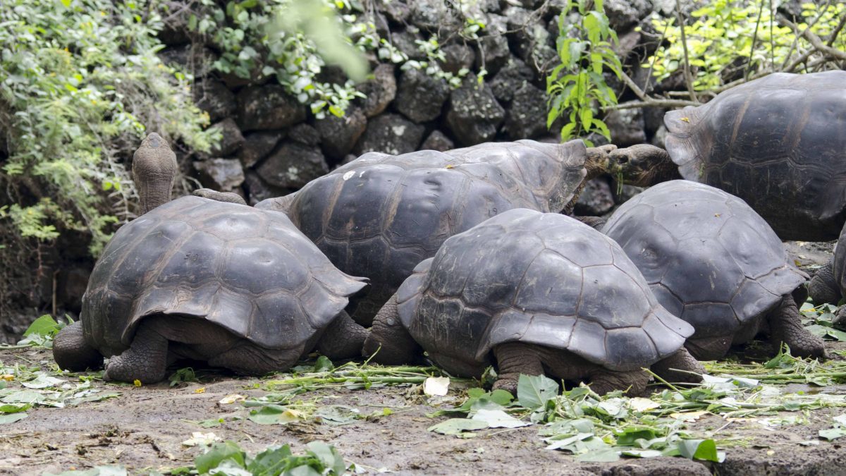 Galapagos Tortoises, Charles Darwin Research Center, San Cruz Island, The Galapagos